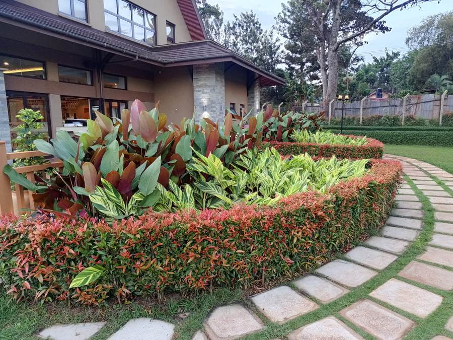 Curved planting bed with red and green tropical plants edged by stepping pavers